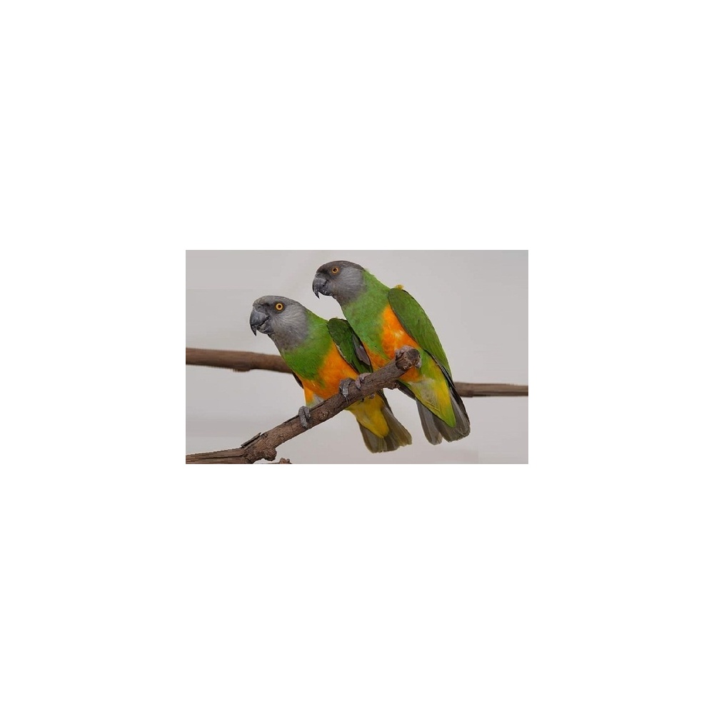 xopark5perroquet-youyou-poicephalus-senegalus-senegal-parrot
